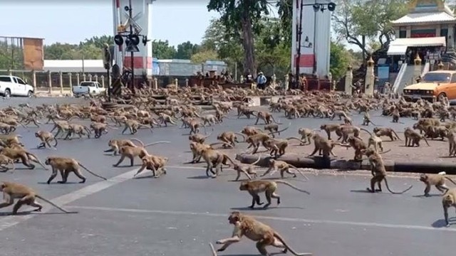 Miasto w Tajlandii zostało opanowane przez ponad trzy tysiące makaków.