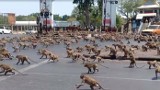 Dziwny gang opanował miasto w Tajlandii. Teraz rządzą tu makaki