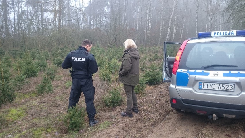 Sprawdzane są także plantacje choinek