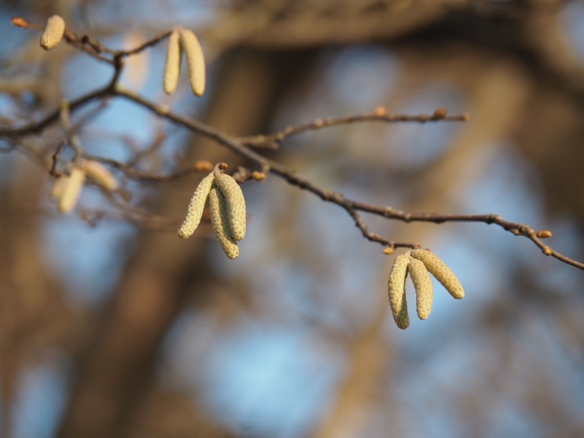 Pogoda w Łodzi na najbliższe dni. Do Łodzi dotarło ocieplenie, temperatura wzrośnie do 15 st. C 