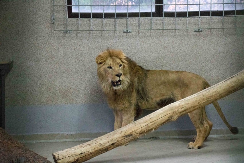 Nowy lew w Śląskim Zoo! Trzyletni samiec już buszuje w...