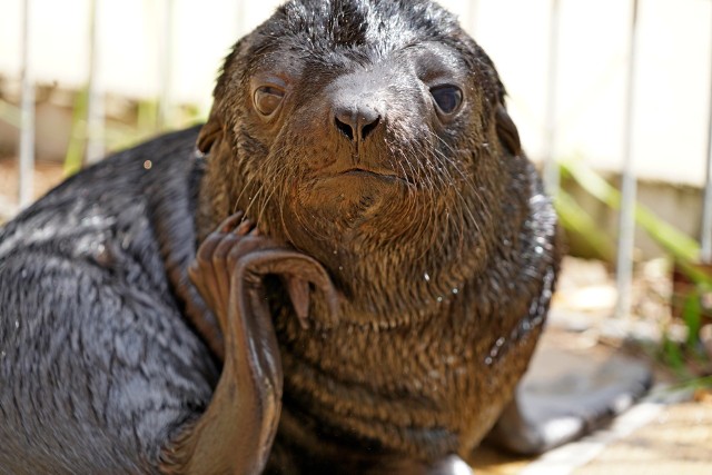 We wrocławskim zoo przyszedł na świat kolejny kotik afrykański.