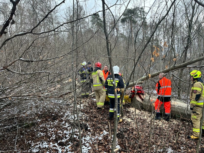 Wypadek podczas wycinki w lesie w Jurkowicach. Drzewo przygniotło pilarza, mężczyzna zmarł