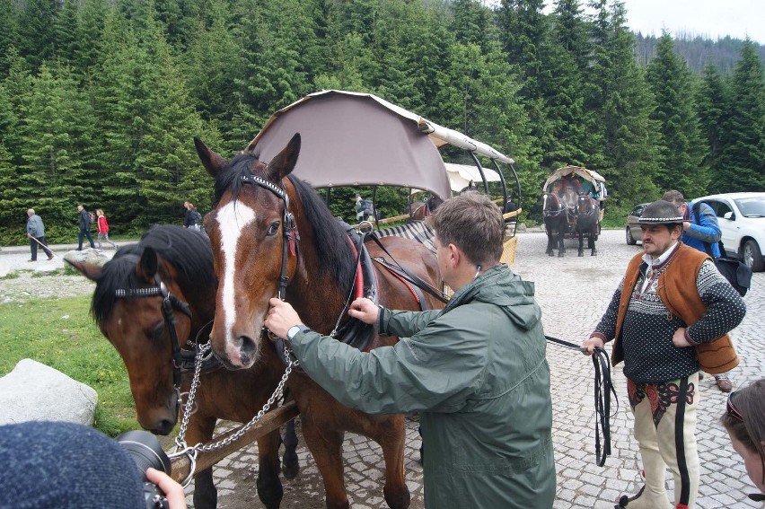 Tatry. Rozpoczęły się badania koni z Morskiego Oka [ZDJĘCIA, WIDEO]