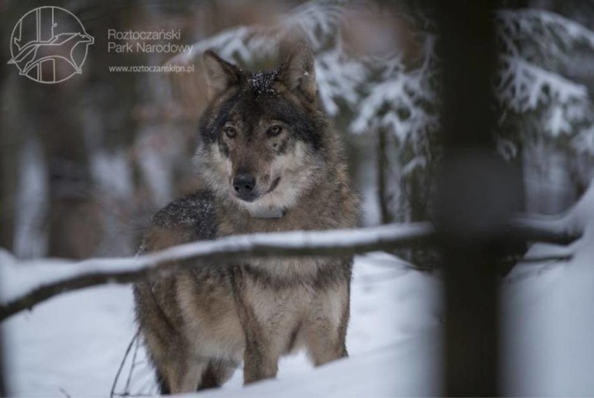 Wilk z Roztoczańskiego Parku Narodowego zastrzelony z ambony myśliwskiej |  Kurier Lubelski