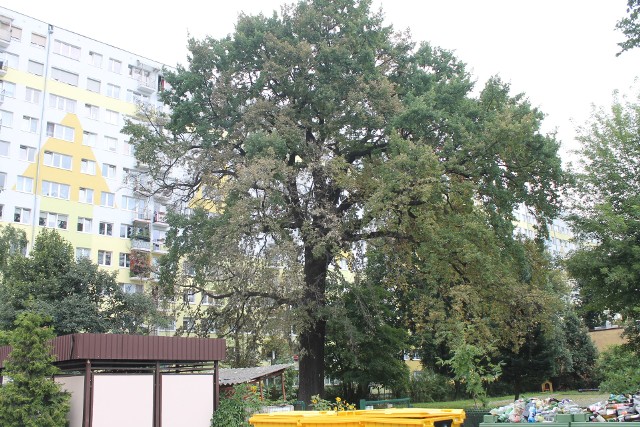 Tak w tej chwili wygląda pomnik przyrody z ulicy Dekerta