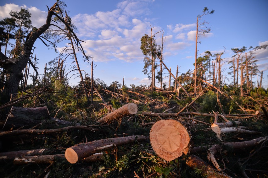 Po nawałnicy. 1,2 miliarda złotych - tyle wynoszą straty w naszych lasach
