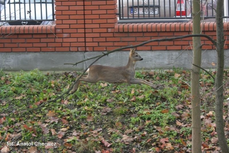 Sarna w centrum Białegostoku