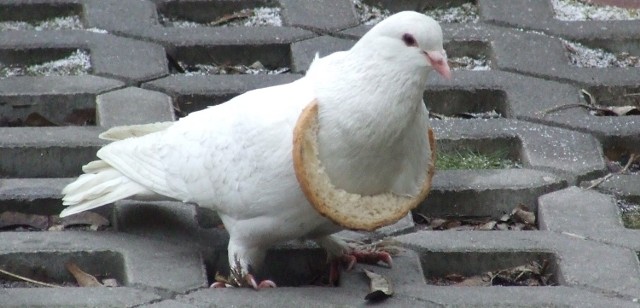 Jeden z polkowickich gołębi tak się rozsmakował w kromce chleba, że nosi ją teraz na szyi niczym korale