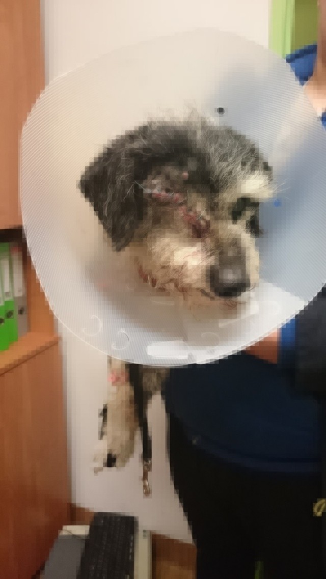 Pies Kopernik po operacji.