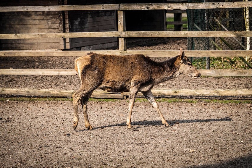 Akcent ZOO w Białymstoku. Dlaczego nie wolno dokarmiać...