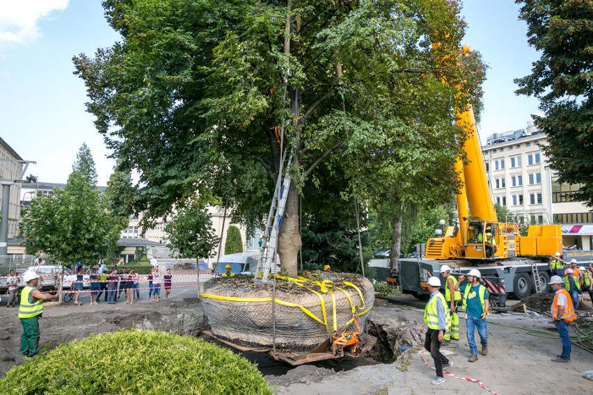 Kraków. Jednak da się w mieście przesadzić wielkie drzewo, zamiast go wyciąć. W Warszawie też potrafią. Czy za AGH pójdą inni?