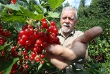 Dramat plantatorów porzeczek. Pan Ryszard z Nowej Słupi rozdaje porzeczki za darmo, bo... nie ma ich kto zebrać (WIDEO, ZDJĘCIA)