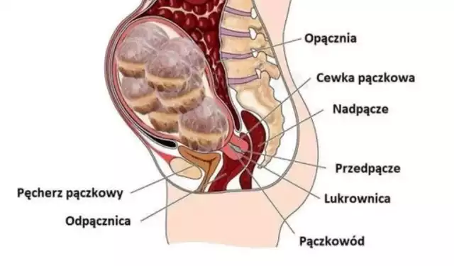 Tłusty czwartek to ulubione święto nie tylko miłośników pączków, ale także twórców internetowych memów. W sieci aż roi się od śmiesznych obrazków z pączkami w roli głównej. Internauci śmieją się również z nadmiernych kilogramów, które trzeba będzie zrzucić w następnych dniach.