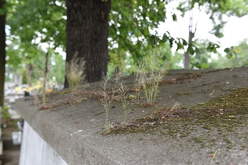 Grób przedwojennego prezydenta Nowego Sącza Romana Sichrawy wciąż czeka na remont [ZDJĘCIA]