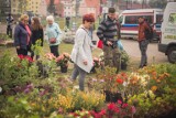 Majówka w Ustce rozpoczęta giełdą kwiatową (zdjęcia)