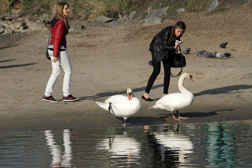 Wrocławianie na Wyspie Słodowej. Wiosenna pogoda zachęca [GALERIA]