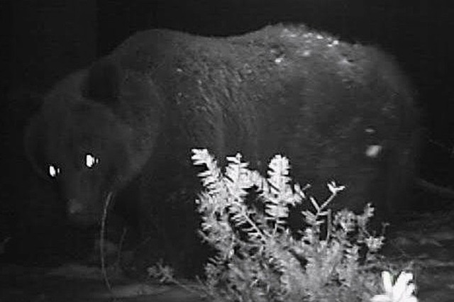 WWF obserwuje bieszczadzkie niedźwiedzie.