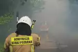 Ogromny pożar lasu pod Kielcami. W akcji policyjny Black Hawk [ZDJĘCIA]