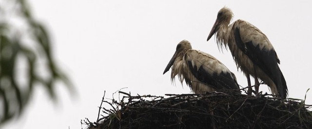 Zdaniem strażników bez pomocy człowieka młode bociany nie przeżyją zimy.