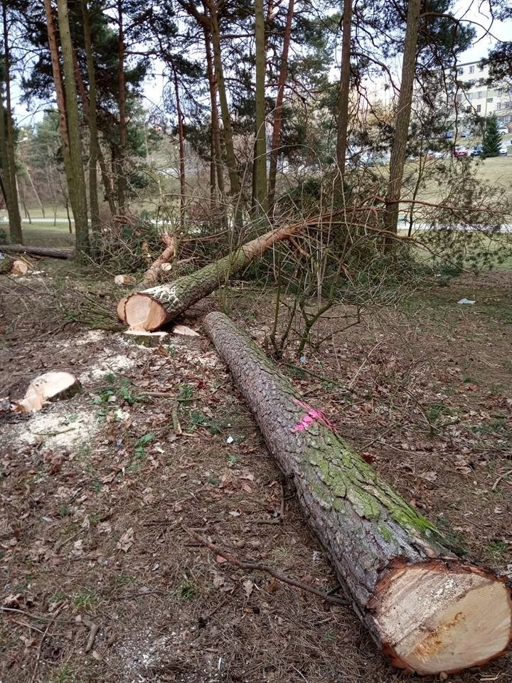 W Dolince w Olkuszu wycięto kilkanaście pięknych, zdrowych drzew. Mieszkańcy są oburzeni