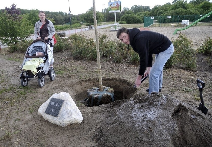 Tak wygląda sadzenie drzew w Gaju przez rodziców w Gdańsku....