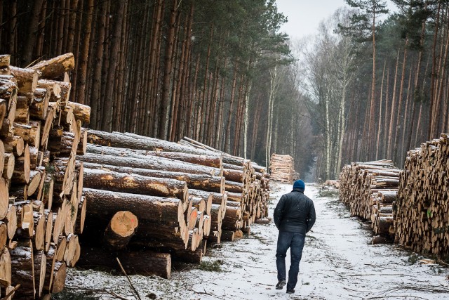Podczas prac wykonywanych w lesie ścięte drzewo spadło na dwóch pracowników