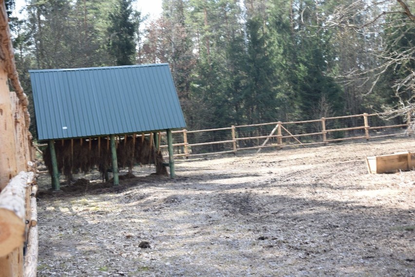 Puszcza Augustowska. Podaugustowskie stado liczy już 9 żubrów (zdjęcia)