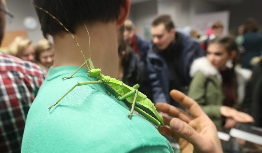NOC BIOLOGÓW 2019. Pająki, węże, owady będą podczas Nocy Biologów 2019 w Szczecinie