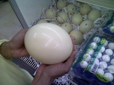 Strusie jajo na licytacji będzie wyjątkowe, bo z autografem włocławskiego artysty lub sportowca.