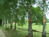 Białobrzeg Dalszy. Drzewa rosnące przy drodze mają zostać wycięte. Sprzeciwia się temu mieszkaniec wsi