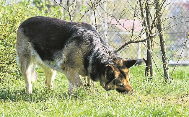 Zjadając trawę i korzonki, pies uzupełnia niedobór witamin i minerałów, których pozbawiły go pasożyty