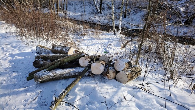 W czwartek założyła swą bazę obok hali tenisowej firma, mająca  budować Park Zimnej Wody. Już dziś widać sterty pociętych drzew, usuwanych z brzegu strumienia, w którym zasiedziały się bobry.