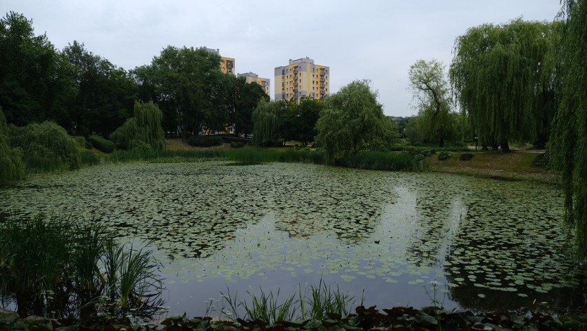 Park Róż w Chorzowie. Zobacz kolejne zdjęcia/plansze....