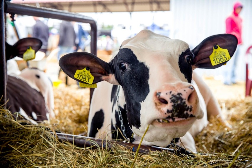 Siódma dziesiątka najlepszych producentów mleka:...