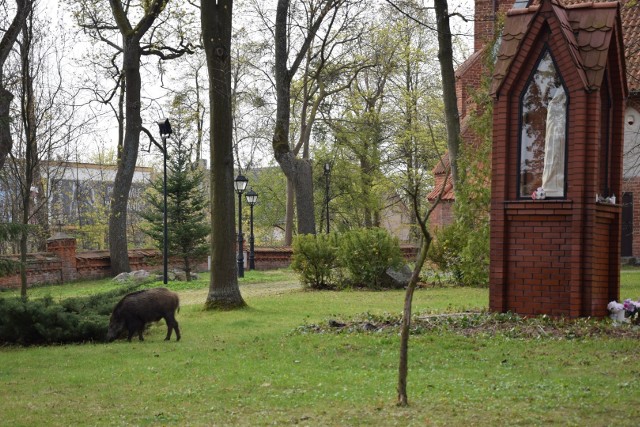 Dzik pojawił się w centrum Pruszcza tuż przy kościele przy ul. Wojska Polskiego