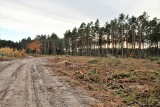Puszcza Solska. Siekierezada nie tylko w sąsiedztwie Górecka Kościelnego. Leśnicy wycięli blisko dwa hektary lasu?