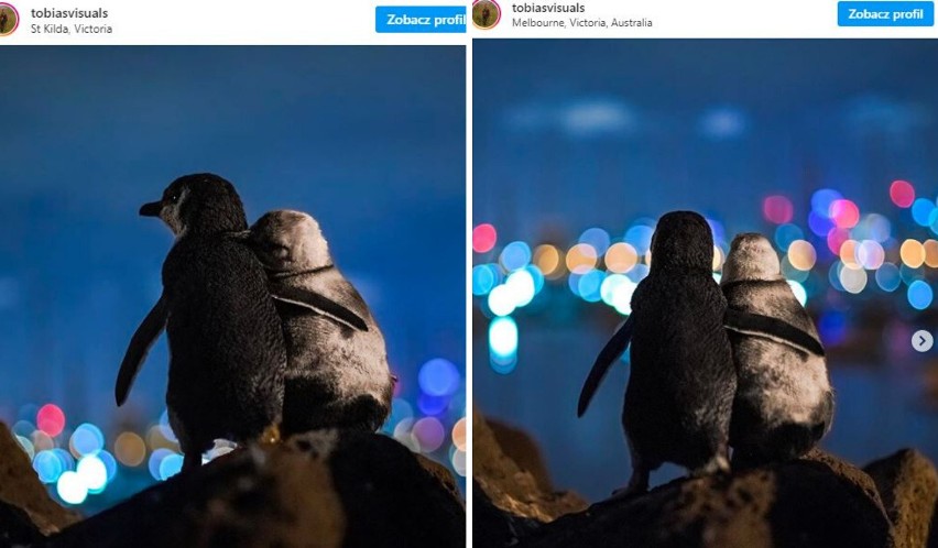 Przytulone pingwiny podbiły Internet. Tobias Baumgaertner uchwycił niesamowity moment. Ta scena wzrusza i zachwyca!