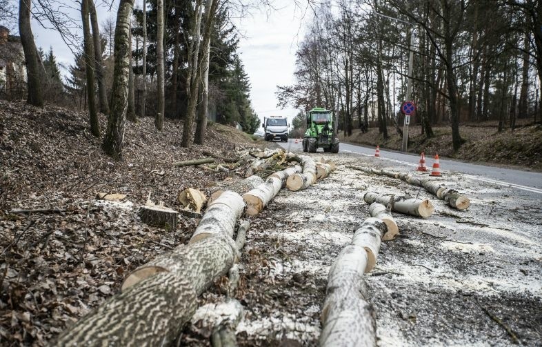 Zaczęły się prace na ulicy Szydłowieciej w Radomiu. Trwa wycinka drzew wzdłuż drogi. Uwaga kierowcy - są utrudnienia w ruchu