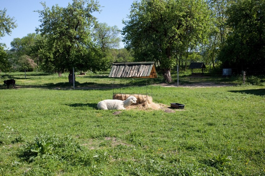 Alpaki z "Jaśkowego Sadu" w Czchowie cieszą się powodzeniem...