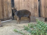 Pudu jadą do Opola. Opolski ogród zoologiczny rozpoczyna hodowlę jednego z najmniejszych jeleni świata