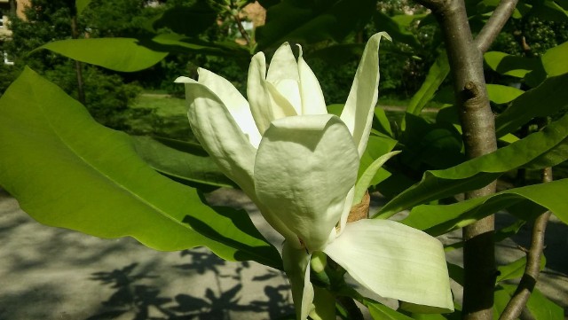 Magnolia parasolowataMagnolia parasolowata ma atrakcyjnie wyglądające kwiaty, ale ich zapach jest nieprzyjemny dla naszego nosa.