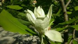 Magnolia parasolowata – kwiat jednego dnia, jak go uprawiać