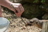  Karaczan na pociechę po rozstaniu z ukochanym lub ukochaną. Walentynkowa akcja w łódzkim Ogrodzie Zoologicznym