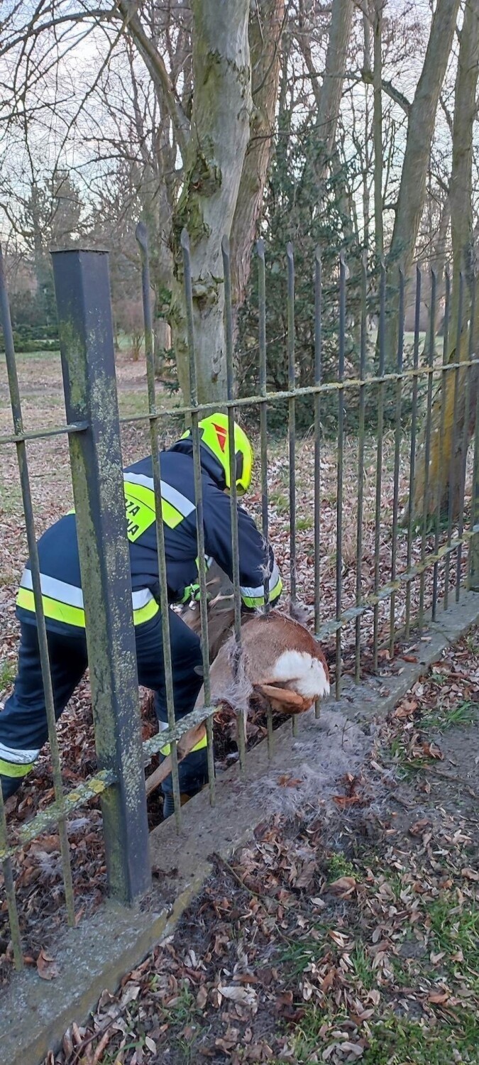 Strażacy uratowali koziołka, który zakleszczył się w...