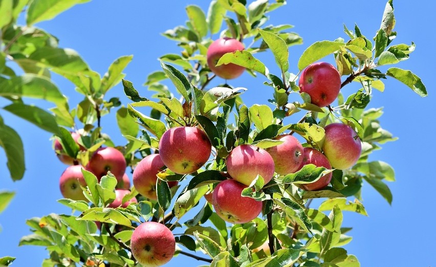 Wśród uprawianych od dawna drzew owocowych, jabłonie...