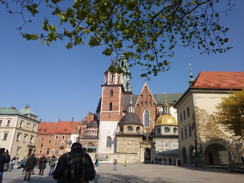 Wawel w wiosennej odsłonie. Magnolie w pełnym rozkwicie [ZDJĘCIA]