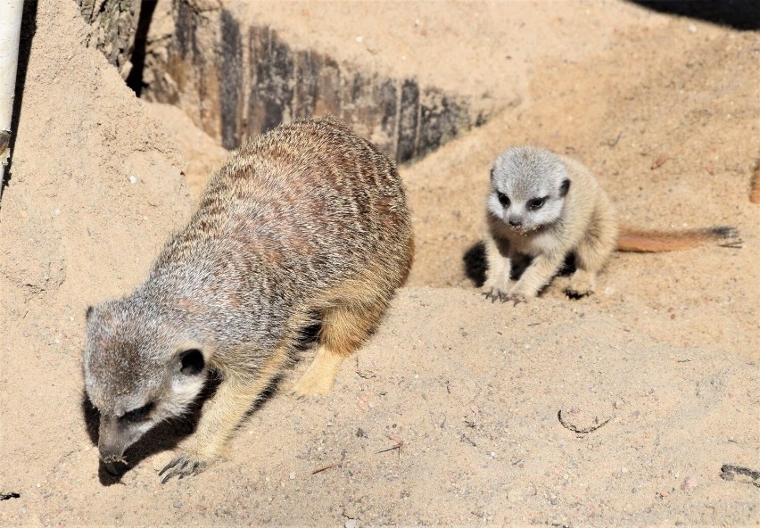 Prawdziwy baby boom zapanował w Zoo Borysew koło Poddębic....