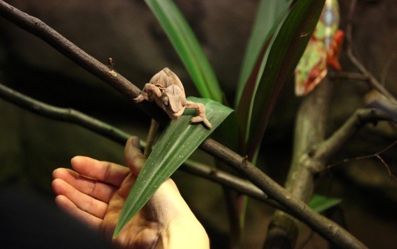 Nowe ptaki, gady i ssaki w łódzkim zoo! Będzie co oglądać... [zdjęcia]