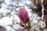 Piękne cieszyńskie magnolie. One zawsze zachwycają. Ich czas właśnie nadchodzi. Zobaczcie ZDJĘCIA
